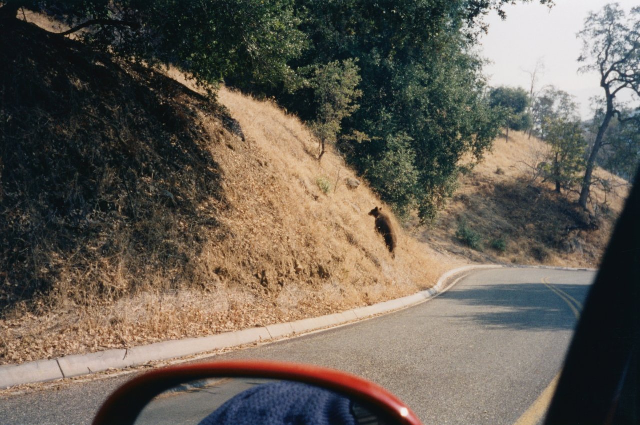 AandM and bear friend in Yosemite Dec 2002